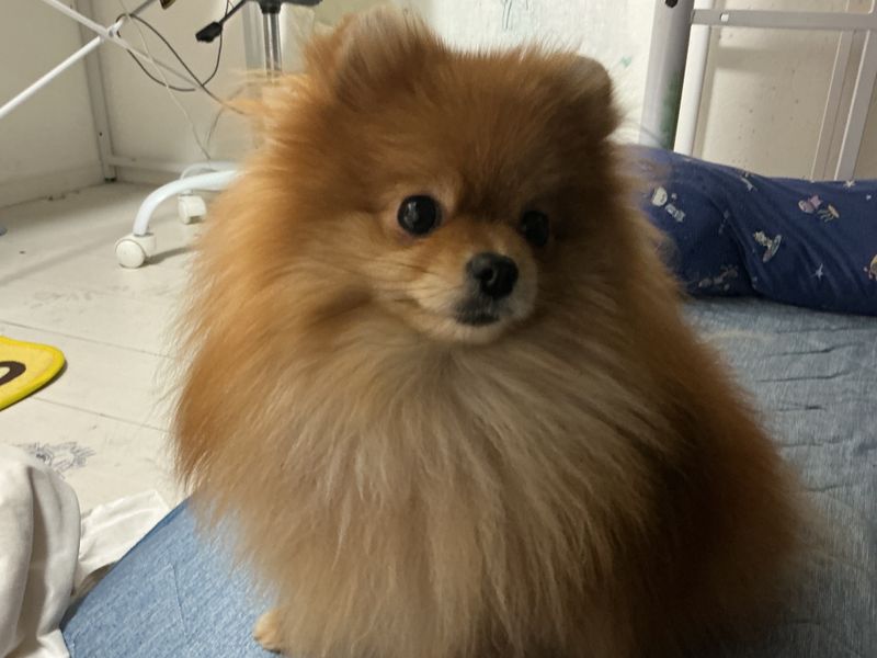 Quiz image attachment