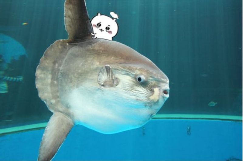 Quiz image attachment