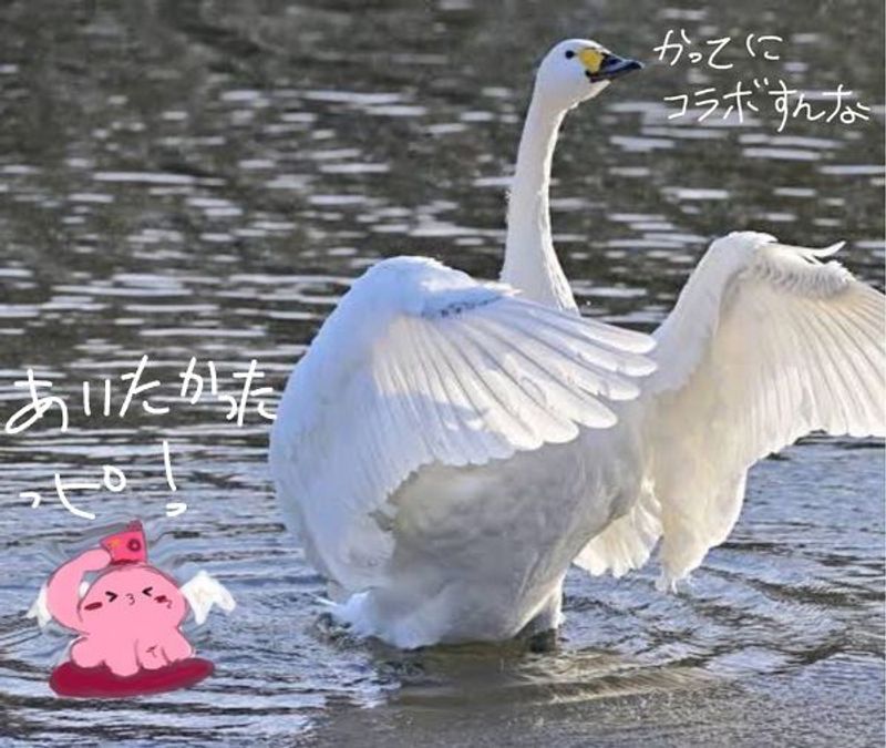 Quiz image attachment